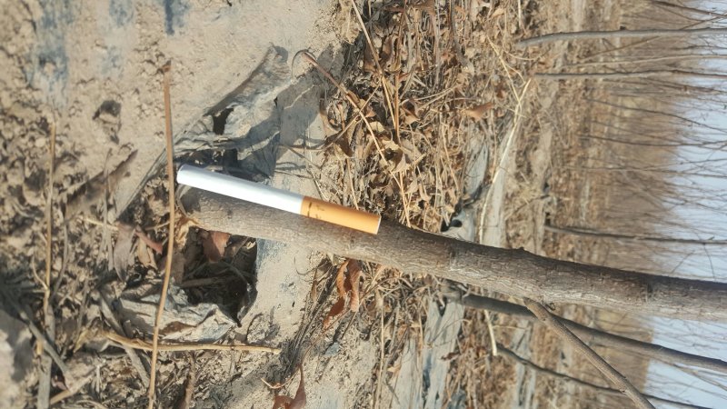 甘肃文冠果一年苗产地直供，根系发达，苗系健壮，
