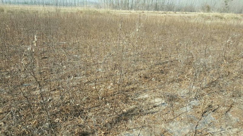 甘肃文冠果一年苗产地直供，根系发达，苗系健壮，