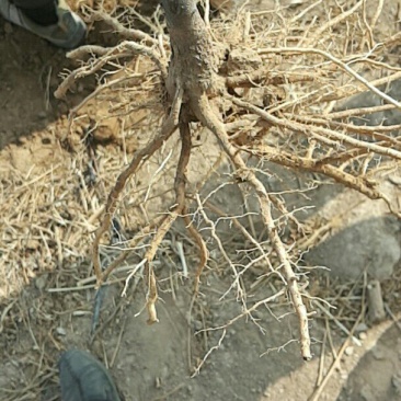 甘肃文冠果一年苗产地直供，根系发达，苗系健壮，