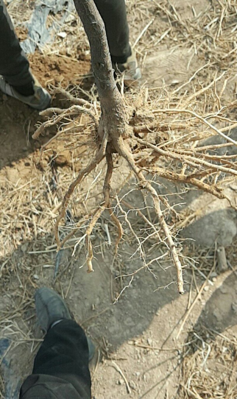 甘肃文冠果一年苗产地直供，根系发达，苗系健壮，