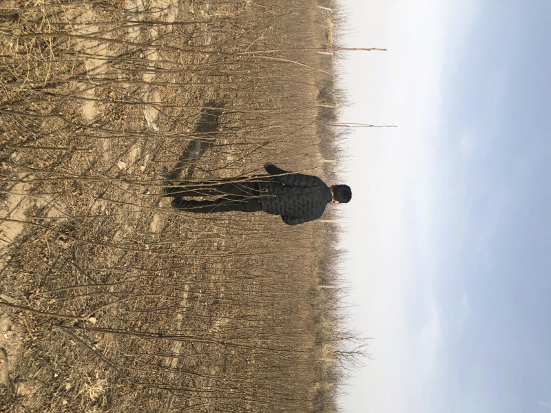 甘肃文冠果一年苗产地直供，根系发达，苗系健壮，