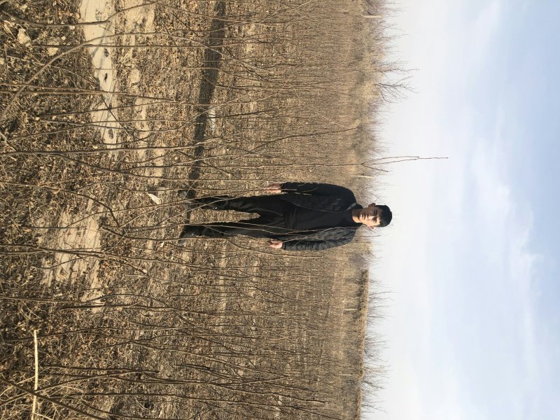 甘肃文冠果一年苗产地直供，根系发达，苗系健壮，