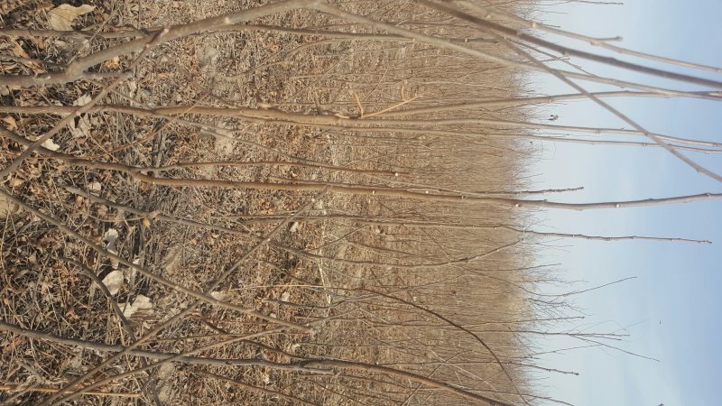 甘肃文冠果一年苗产地直供，根系发达，苗系健壮，