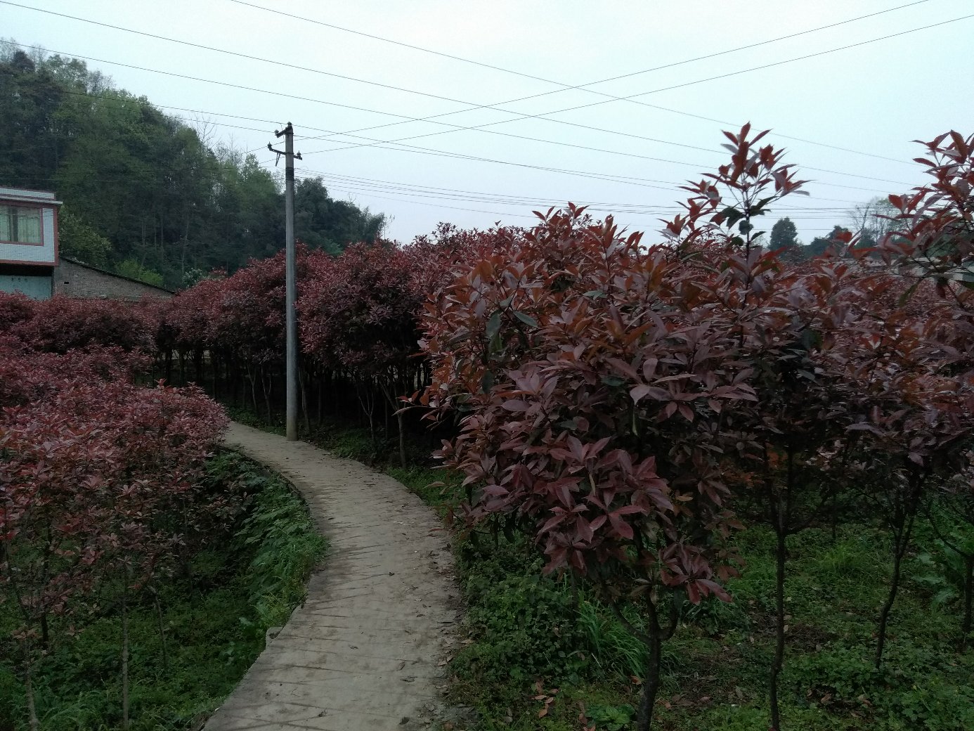 高杆红叶石楠在城市道路绿化中的实际应用效果