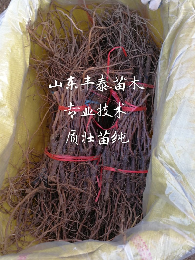 占地葡萄苗占地葡萄树苗长势旺盛葡萄树占地放心苗