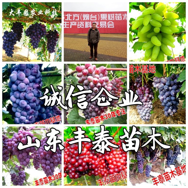 占地葡萄苗占地葡萄树苗长势旺盛葡萄树占地放心苗