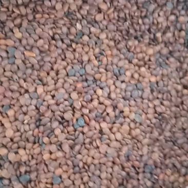 紫荆园林绿化