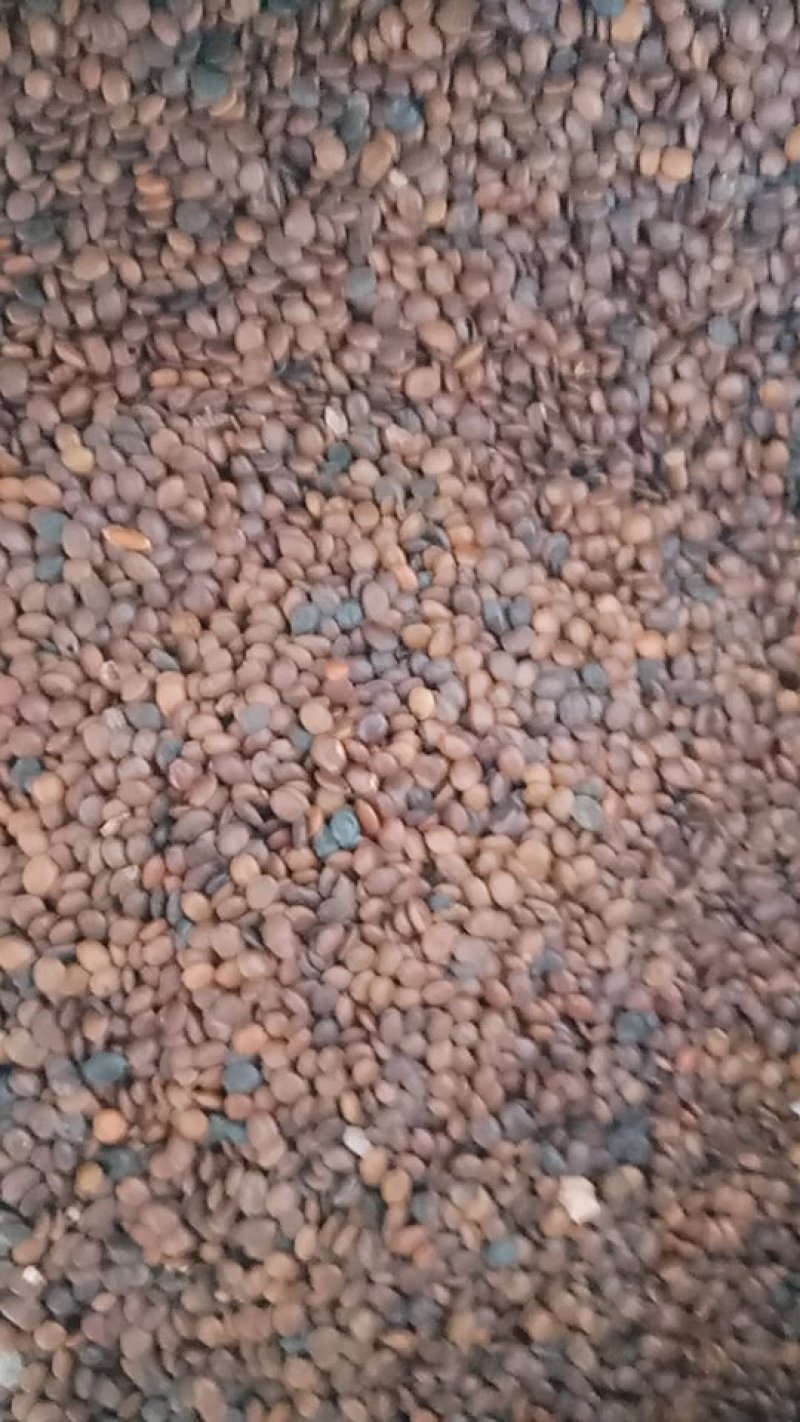紫荆园林绿化