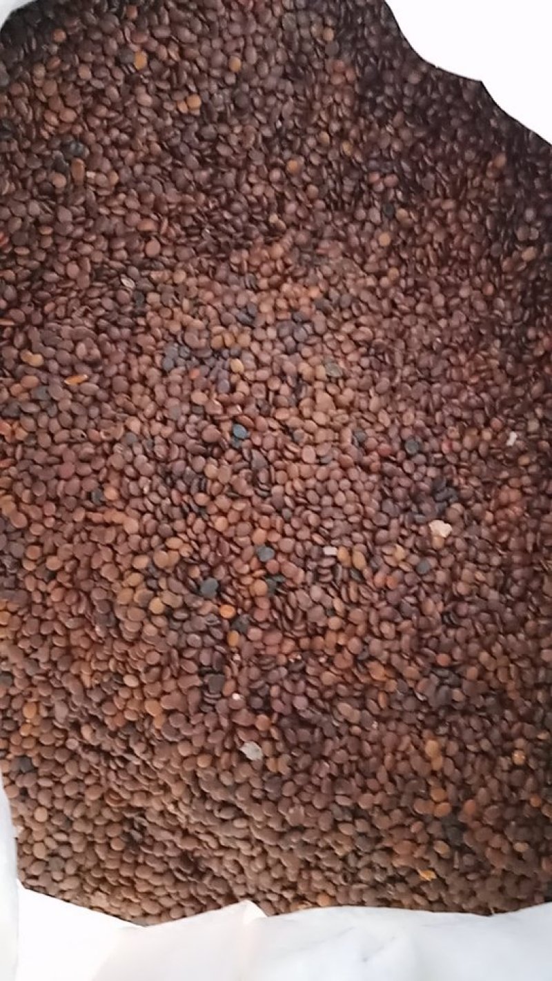 紫荆园林绿化