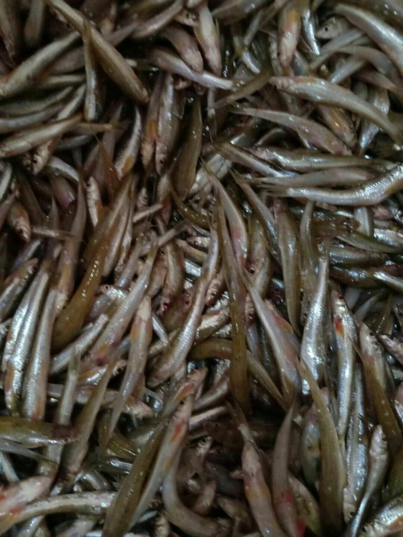 棍子鱼
