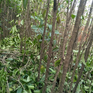 大量供应各种大小精品桂花苗（嫁接包心桂）