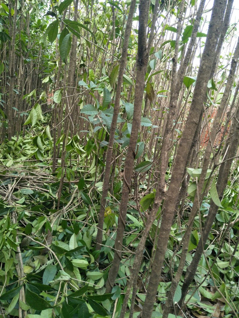 大量供应各种大小精品桂花苗（嫁接包心桂）