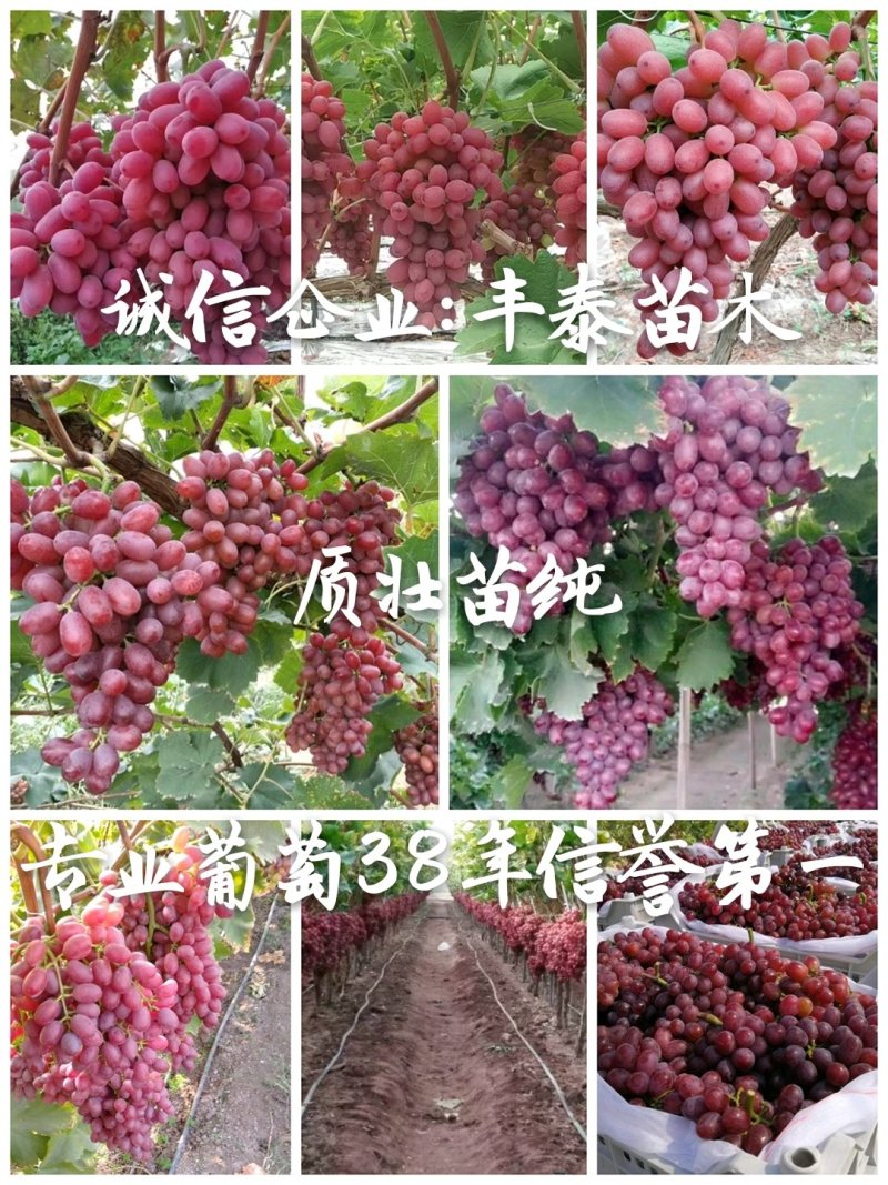 葡萄苗种植葡萄葡萄苗价格种植葡萄苗购买好