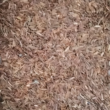 紫丁香园林绿化，荒山造林，街道美化。花卉种子