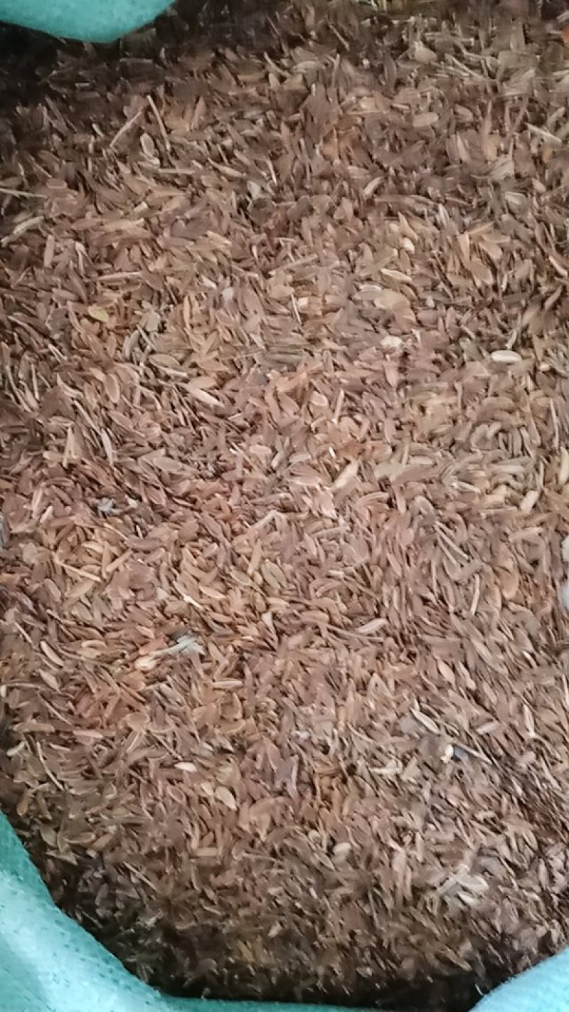 紫丁香园林绿化，荒山造林，街道美化。花卉种子