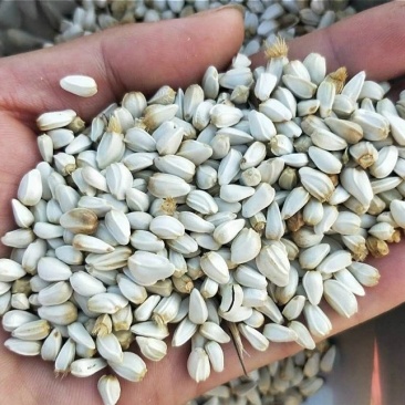 红花子药用红花子籽仓鼠零食白平子鸽粮专用批发零售