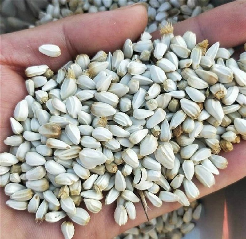 红花子药用红花子籽仓鼠零食白平子鸽粮专用批发零售