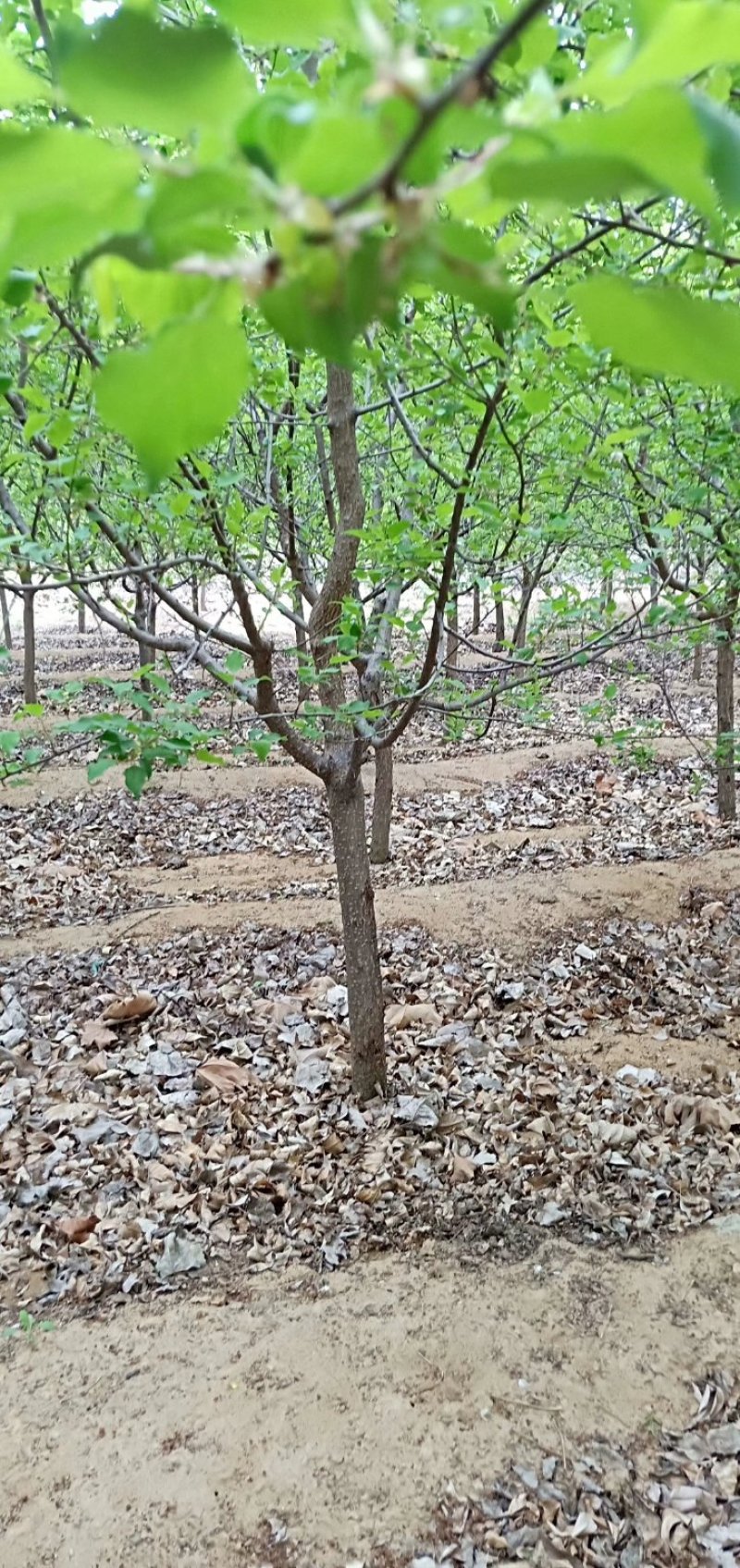 杏树凯特