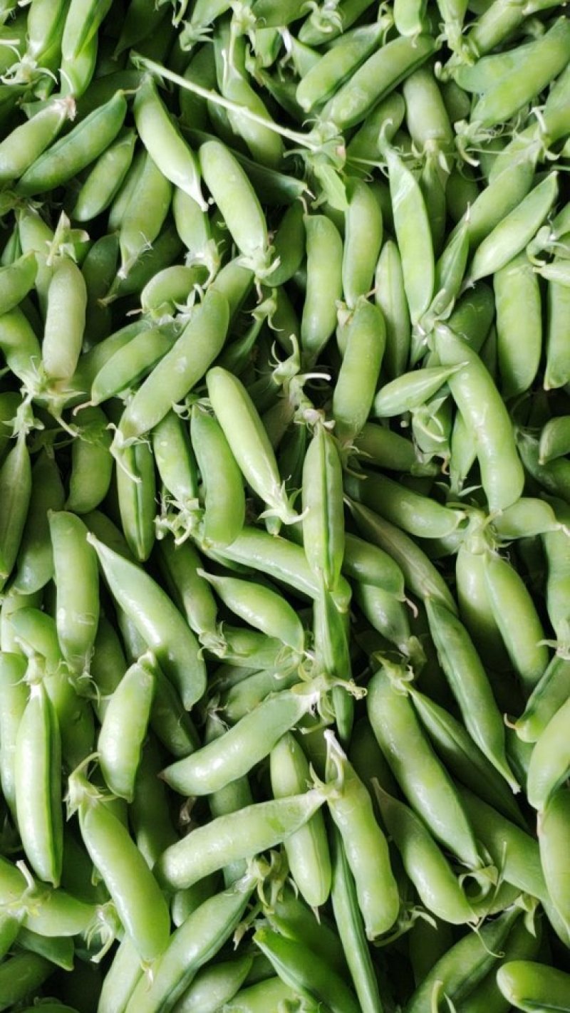 豌豆荚