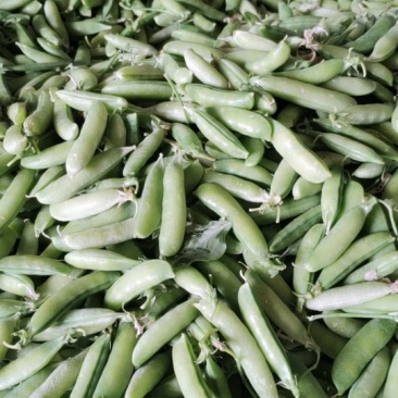 豌豆荚