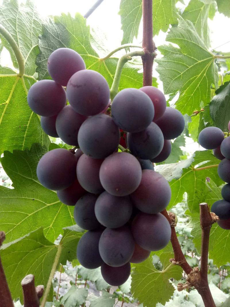 葡萄【精品】巨峰葡萄，皮薄汁多，纯甜爽口，千亩葡萄园