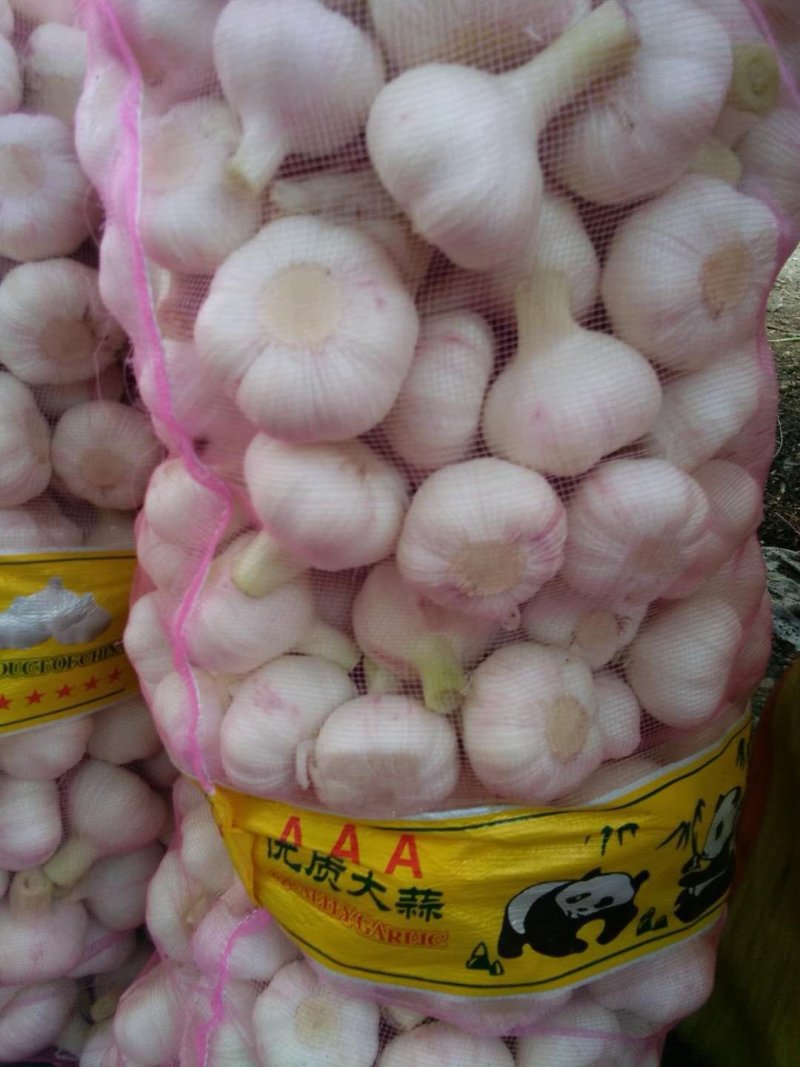 鲜大蒜