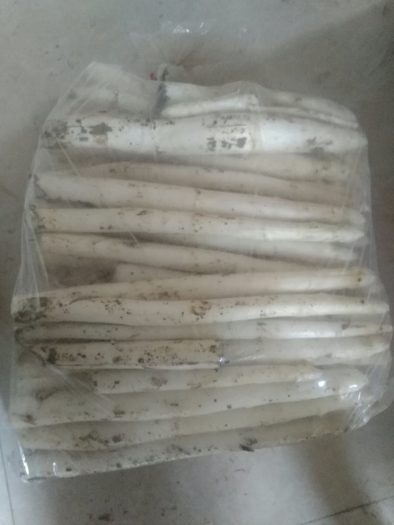 白芦笋批发农户直销