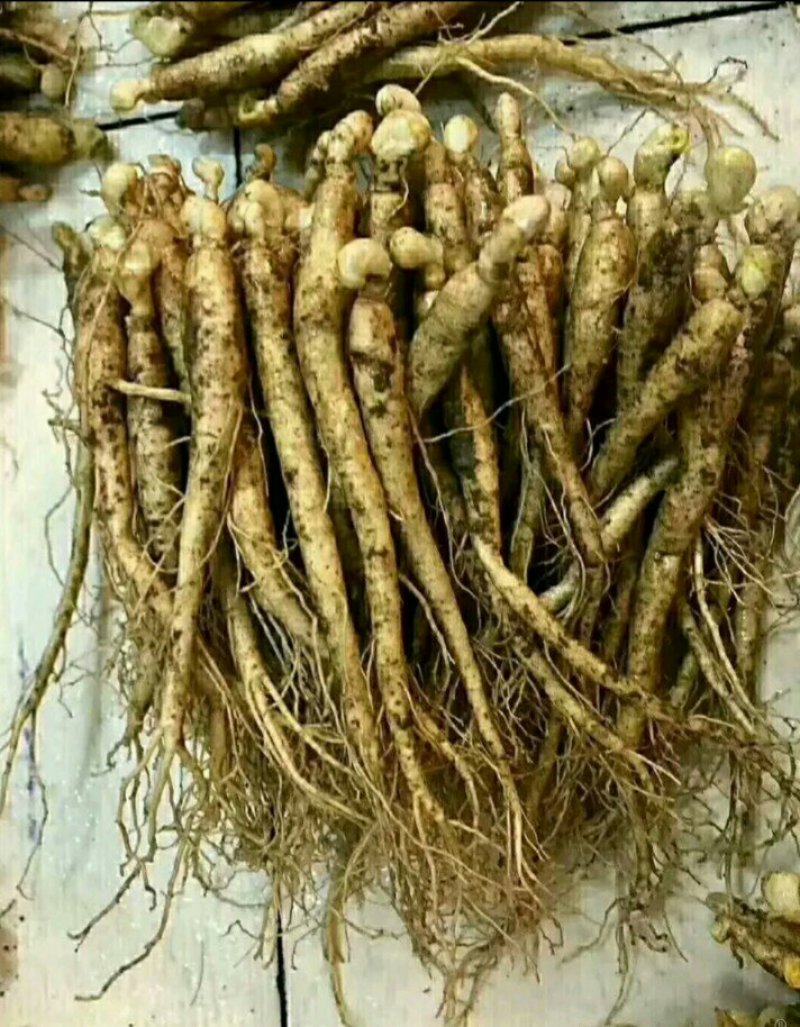 人参，鲜人参，长白山2019鲜小人参，品质🈶保证
