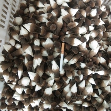 大量一级黑鸡枞