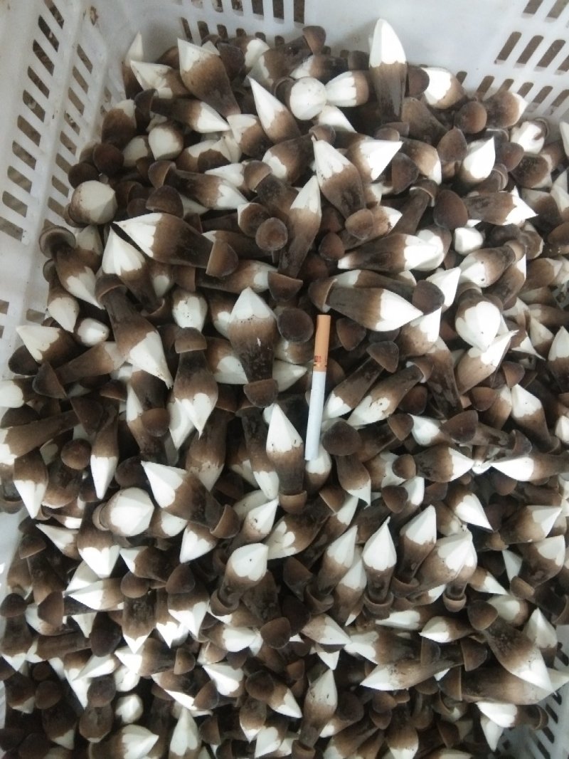 大量一级黑鸡枞