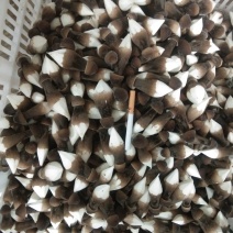 鸡枞菌
