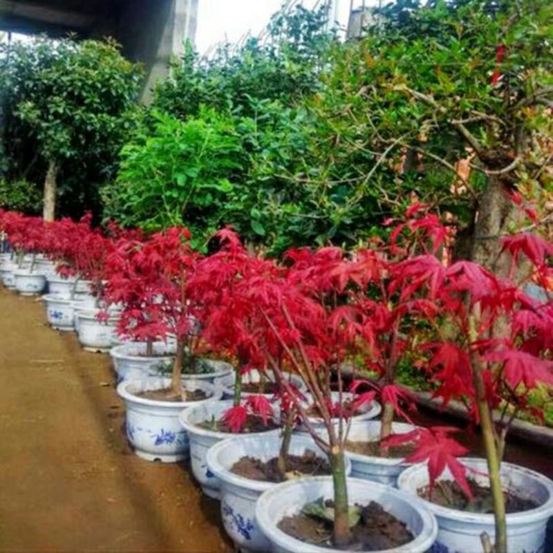 日本红枫树苗盆景植物盆栽四季庭院中国红舞姬盆景庭院绿化植