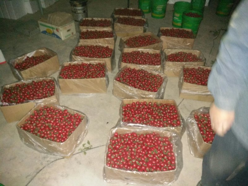 千禧圣女果