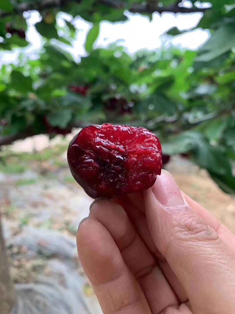 新鲜水果烟台大棚美早大樱桃车厘子精品源头果