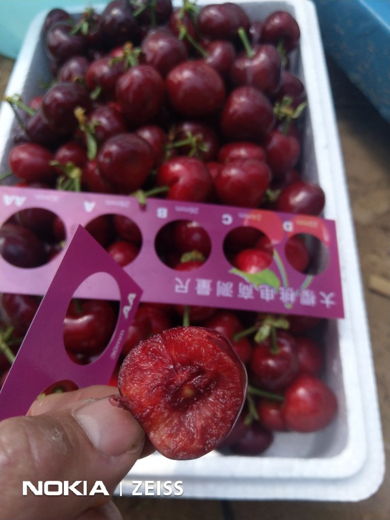 新鲜水果烟台大棚美早大樱桃车厘子精品源头果