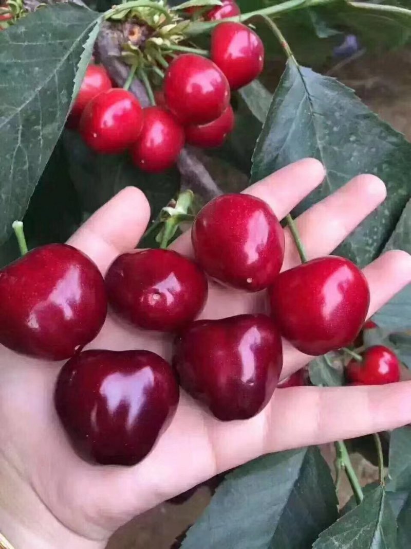 新鲜水果烟台大棚美早大樱桃车厘子精品源头果