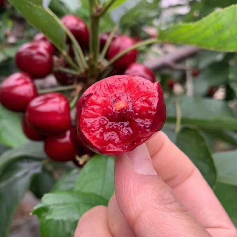 新鲜水果烟台大棚美早大樱桃车厘子精品源头果