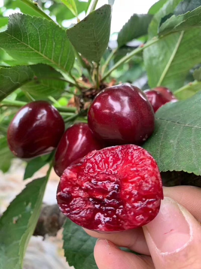 新鲜水果烟台大棚美早大樱桃车厘子精品源头果