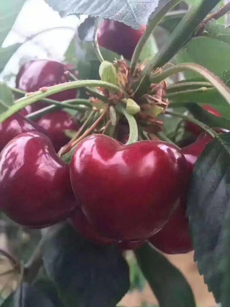 新鲜水果烟台大棚美早大樱桃车厘子精品源头果