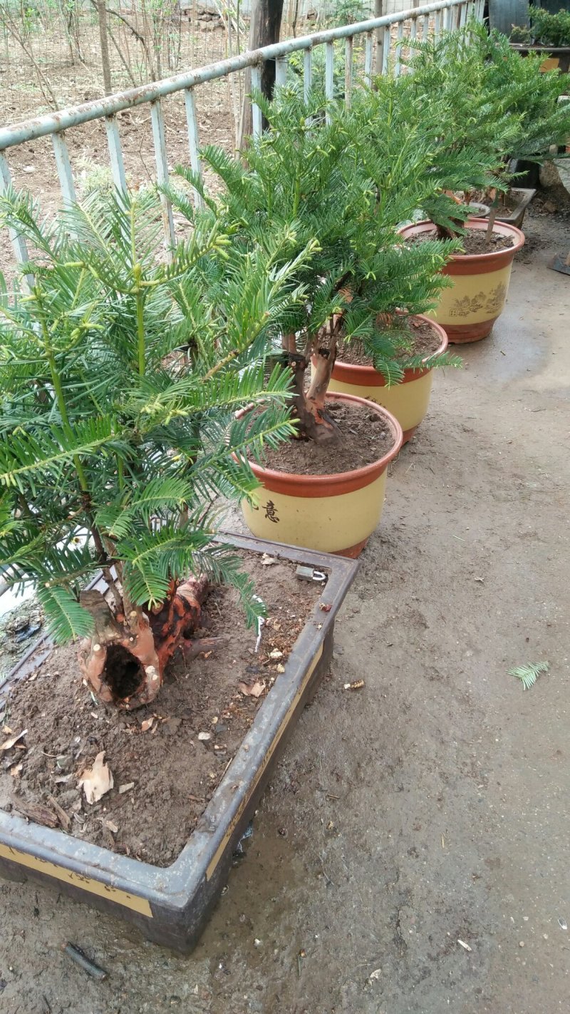 三尖杉盆景，规格齐全物美价廉欢迎选购