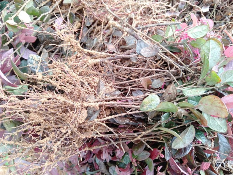红继木苗红继木扦插小苗广西桂林产地直销包邮免运费