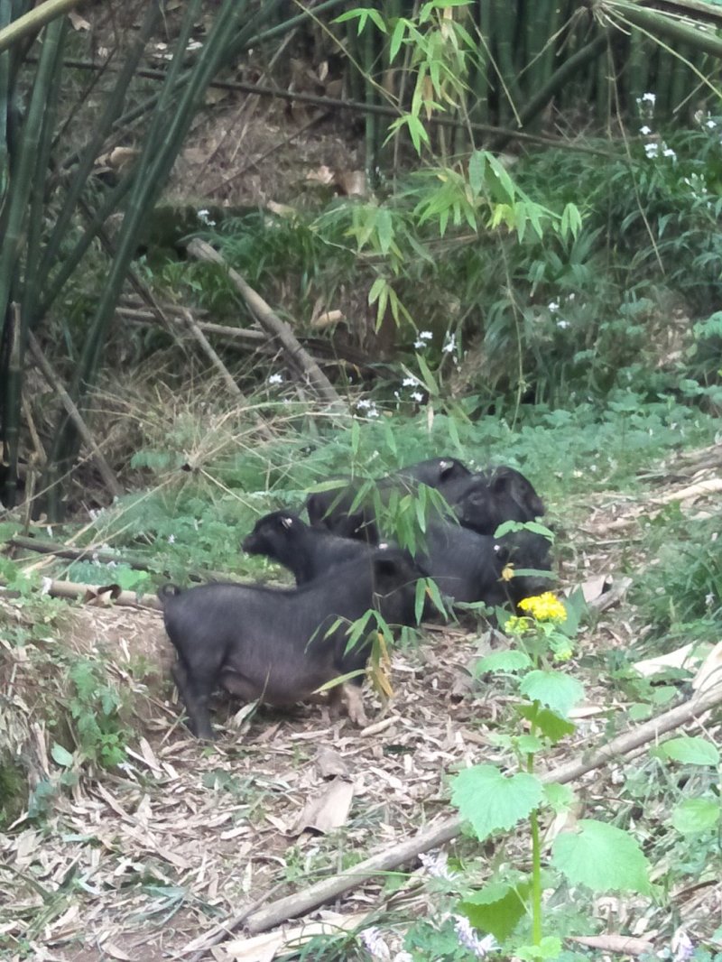 香猪，香猪肉，