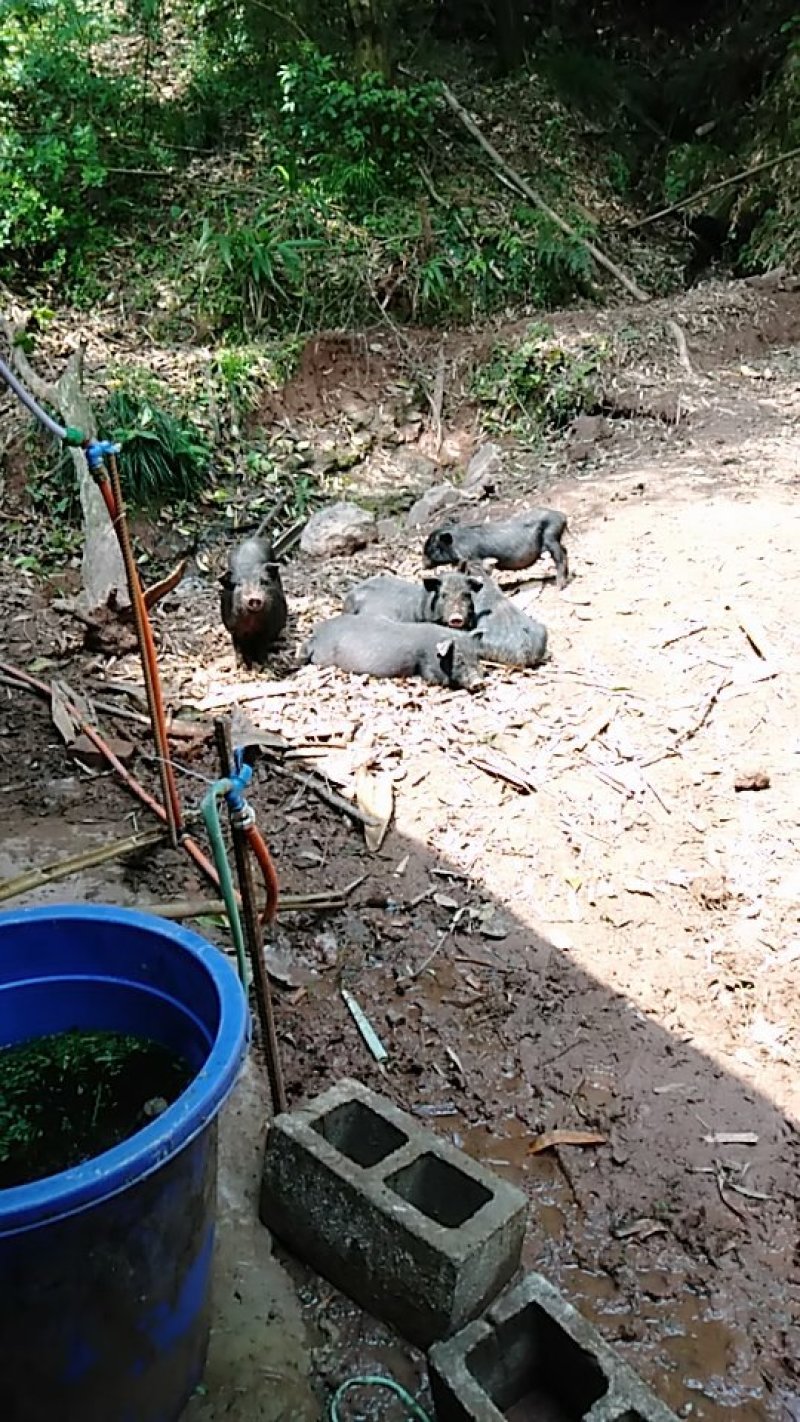 香猪，香猪肉，