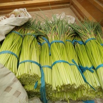蒜苔下来了