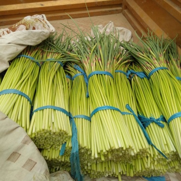 蒜苔下来了