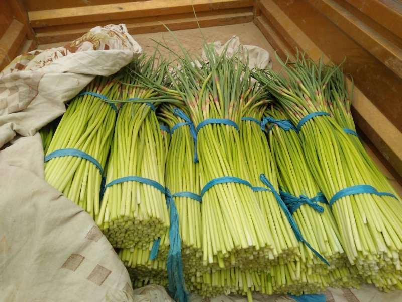 蒜苔下来了