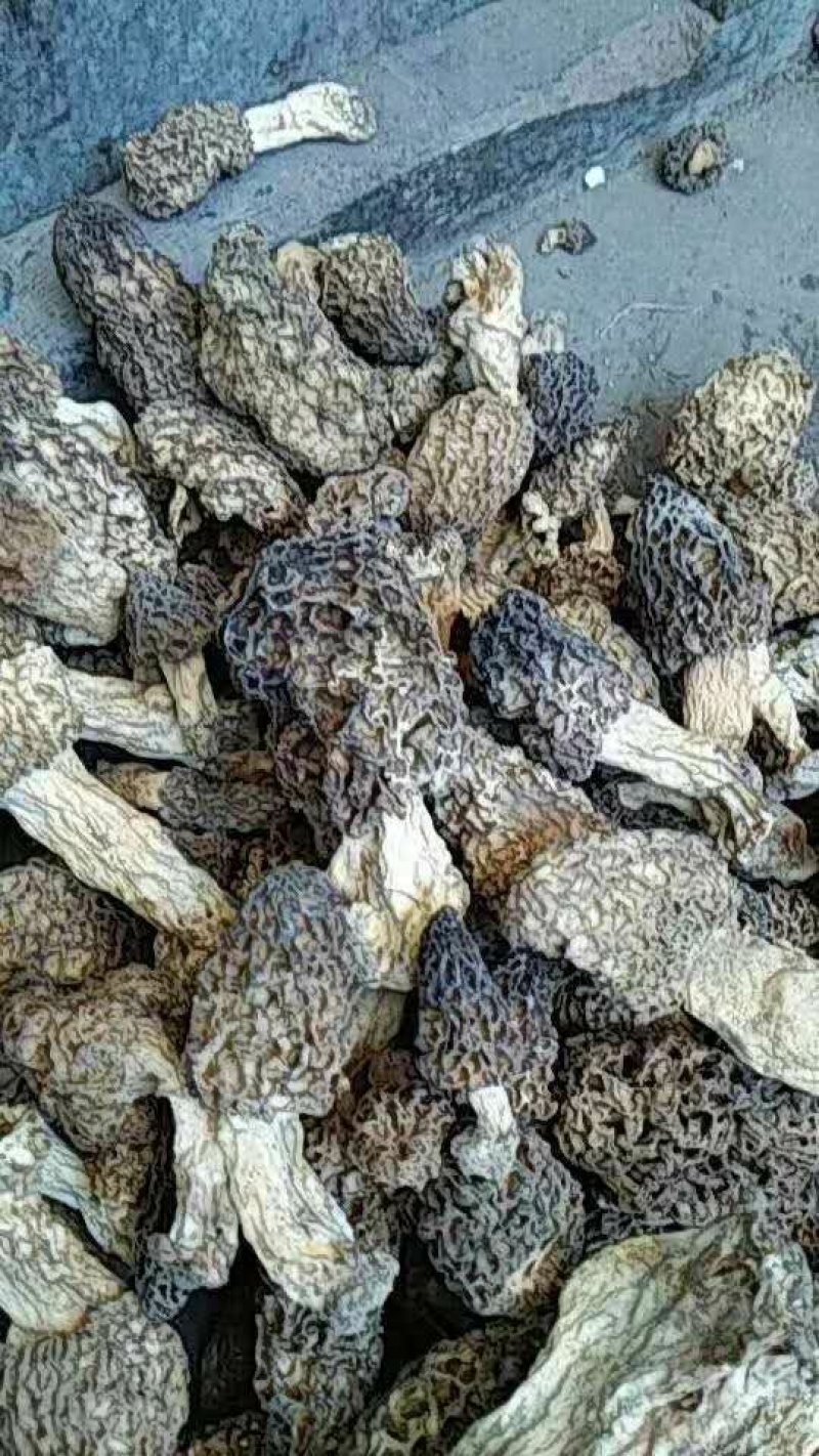 野生羊肚菌头期货