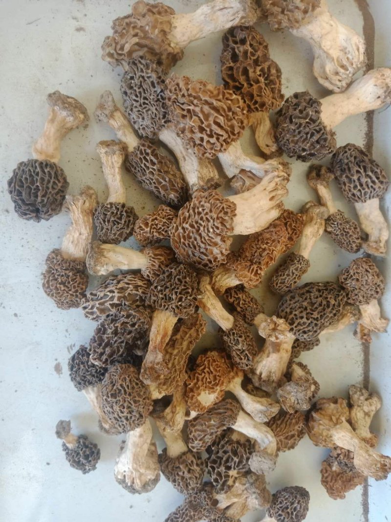 野生羊肚菌头期货