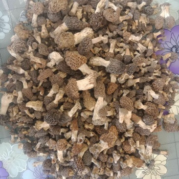 野生羊肚菌头期货