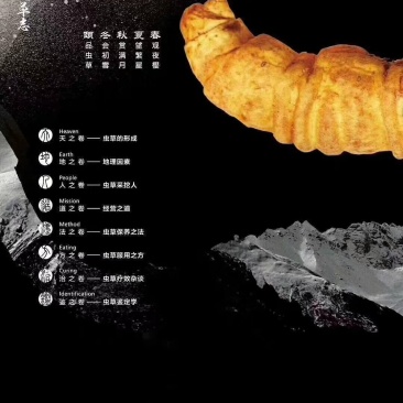 冬虫夏草